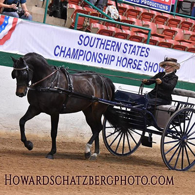 Belle with blue ribbon