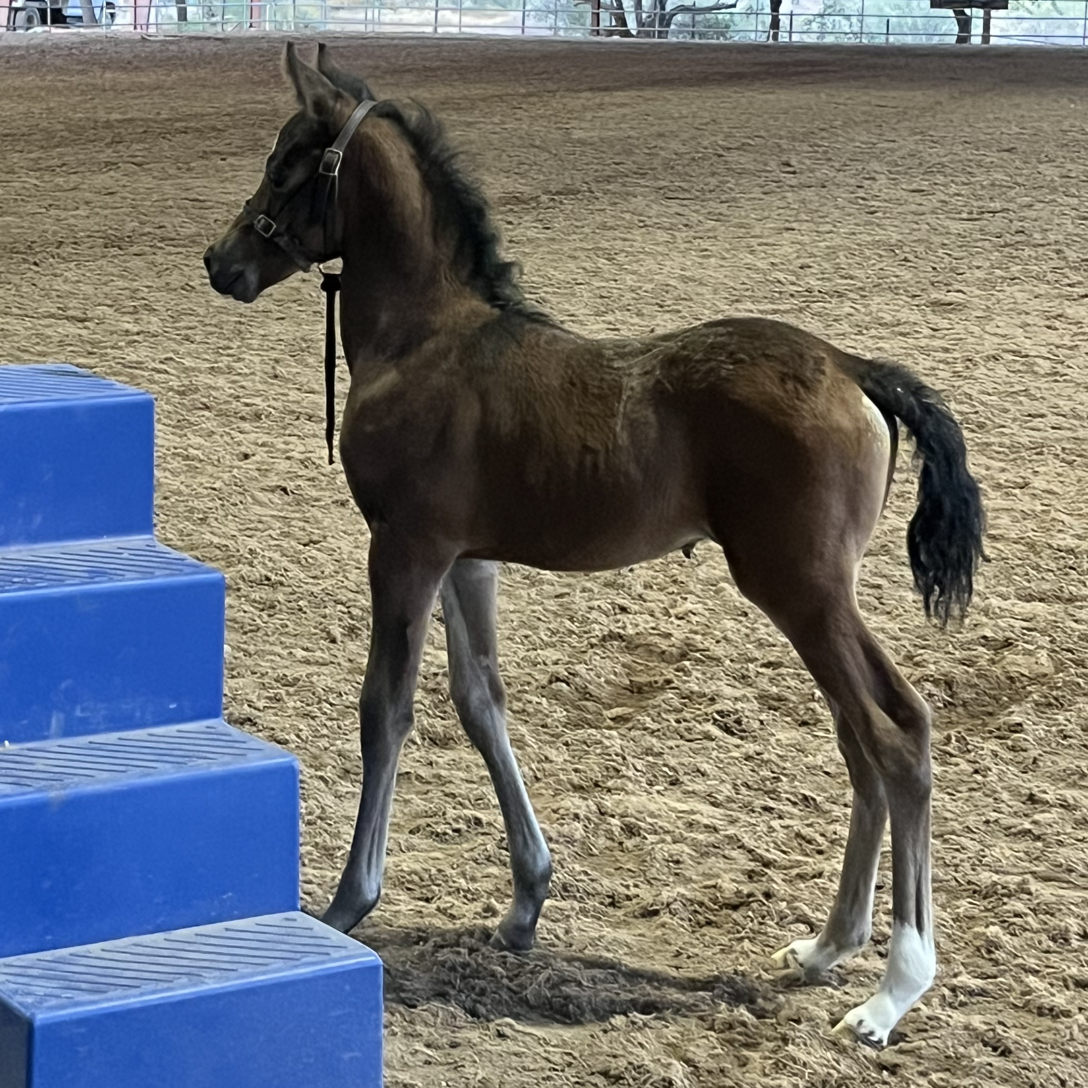 Baby Sage galloping