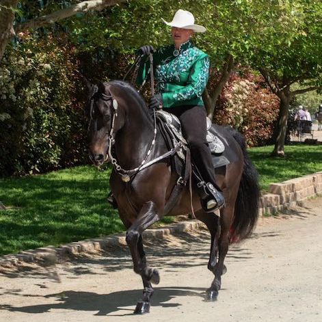 Baby Sage galloping