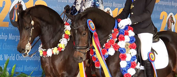 Two SMEC horses with ribbons.