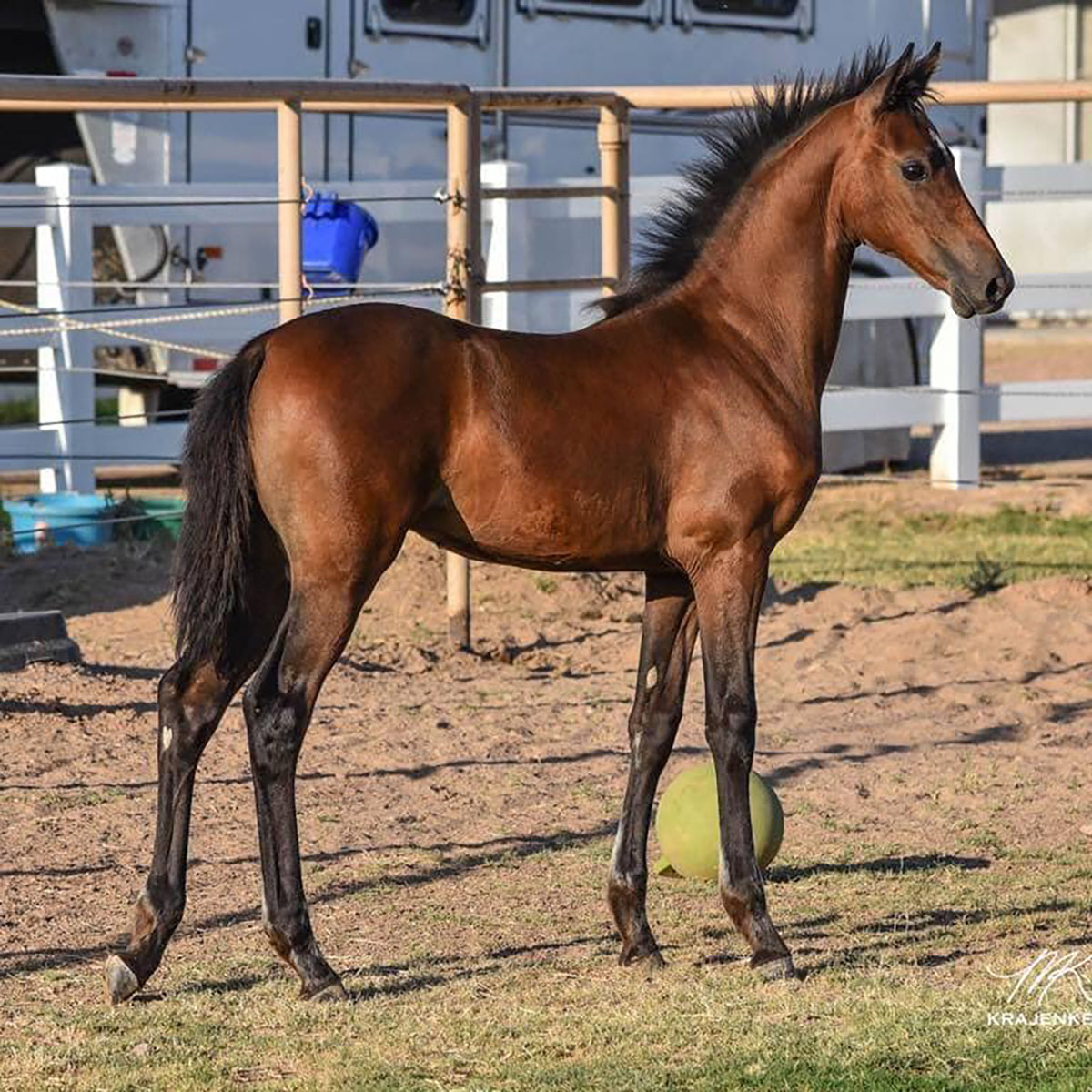 Tiger Lily as a foal